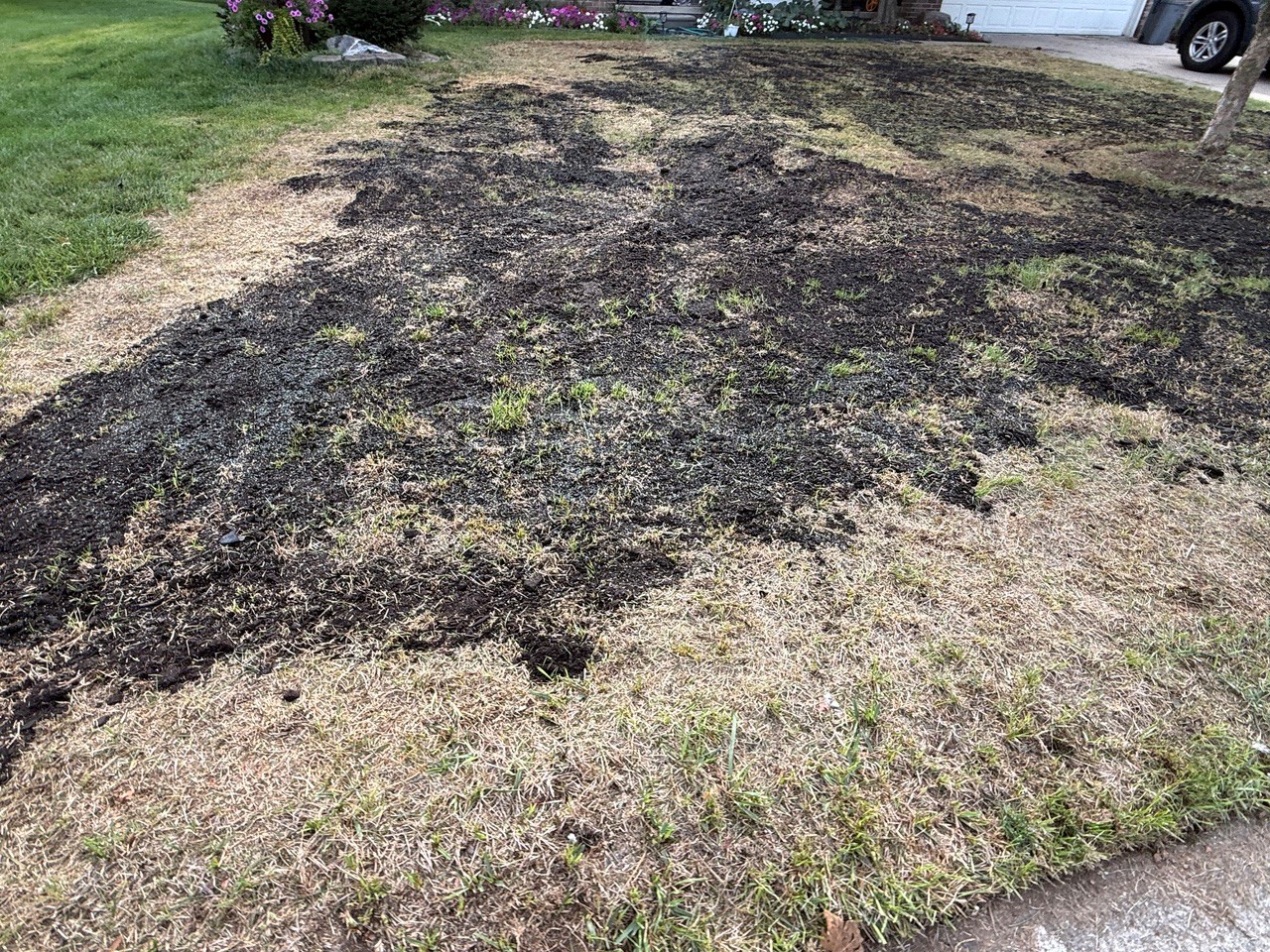 Lawn reseeded with a dark mulch cover.